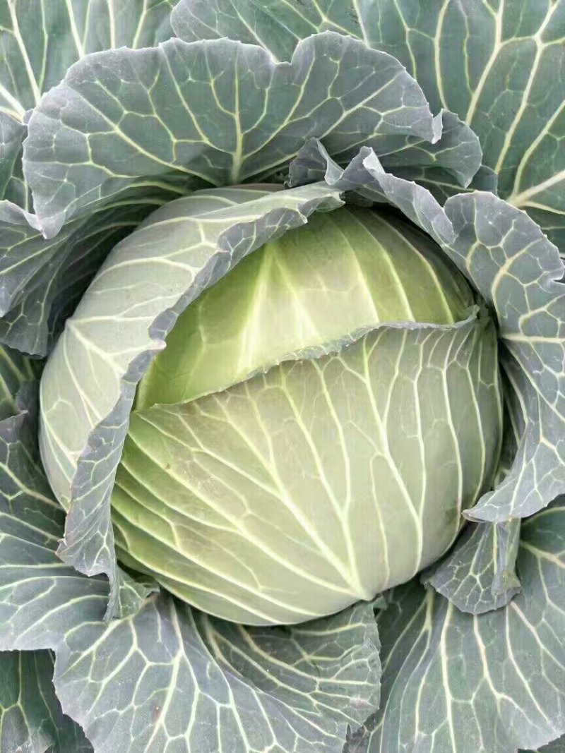 （基地直供）湖北嘉鱼县扁包菜货源充足，全国发货
