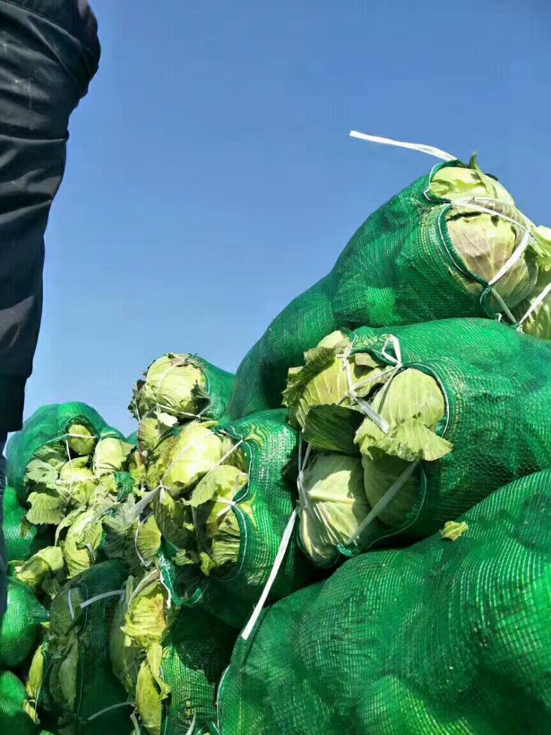 （基地直供）湖北嘉鱼县扁包菜货源充足，全国发货