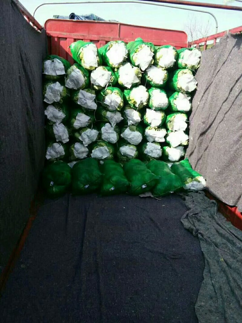 （基地直供）湖北嘉鱼县扁包菜货源充足，全国发货