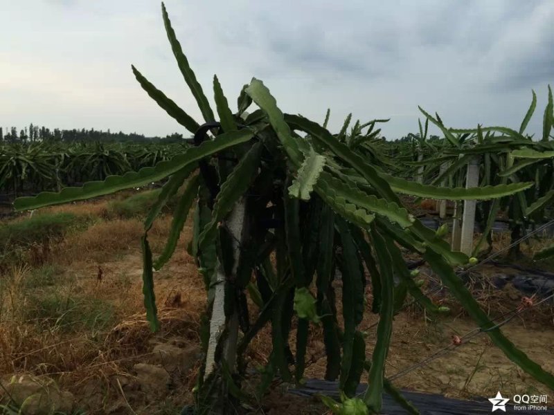 火龙果苗桂龙红450苗