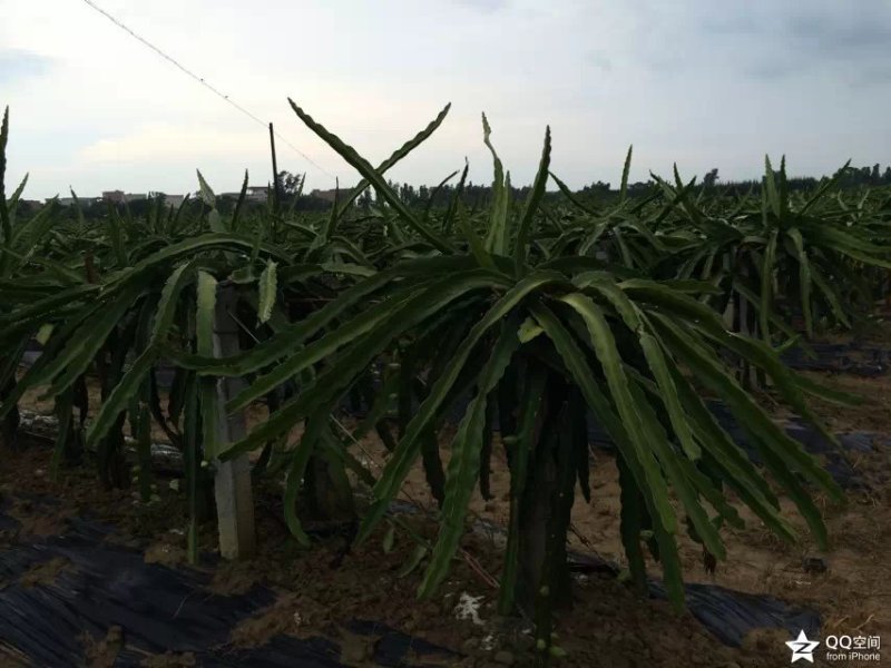 火龙果苗桂龙红450苗