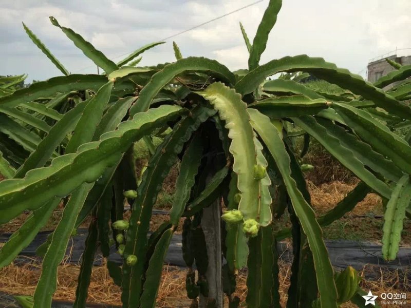 火龙果苗桂龙红450苗