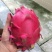 火龙果苗桂龙红450苗