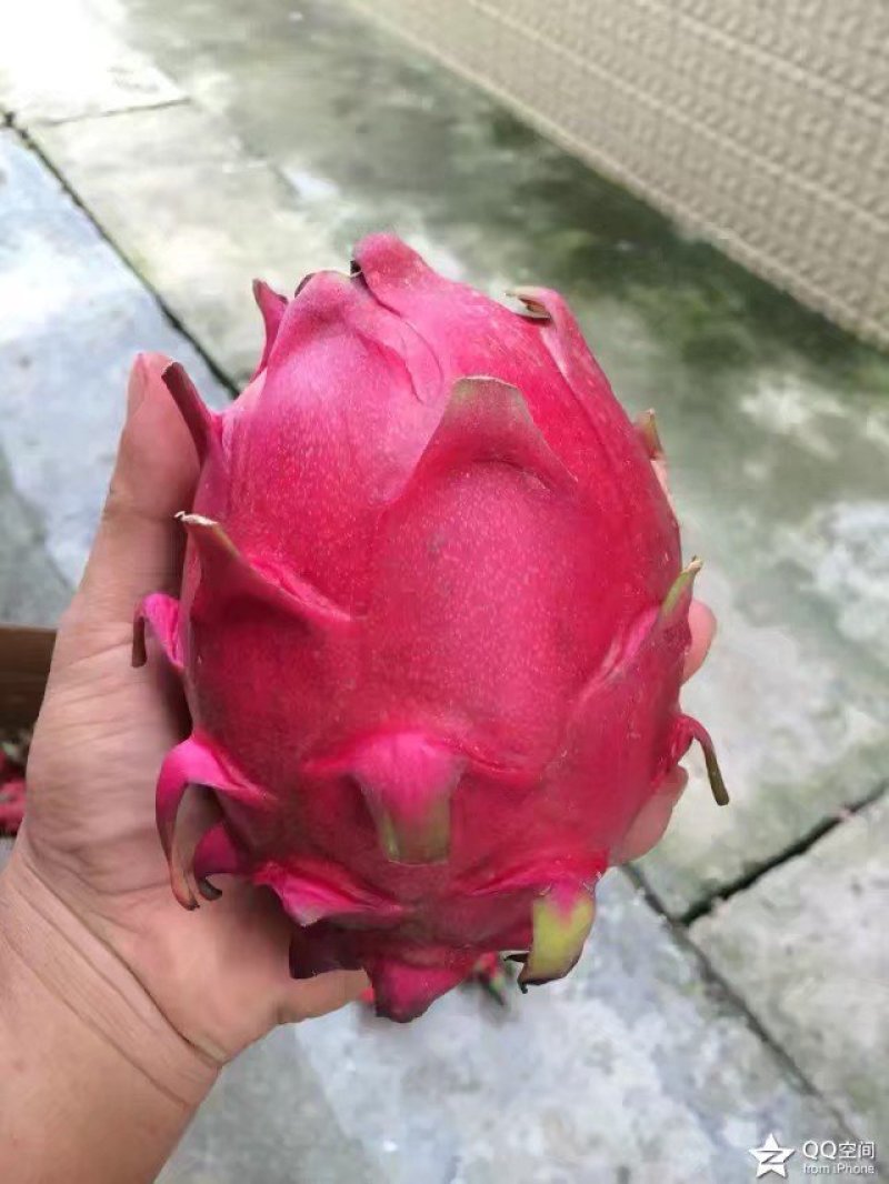 火龙果苗桂龙红450苗
