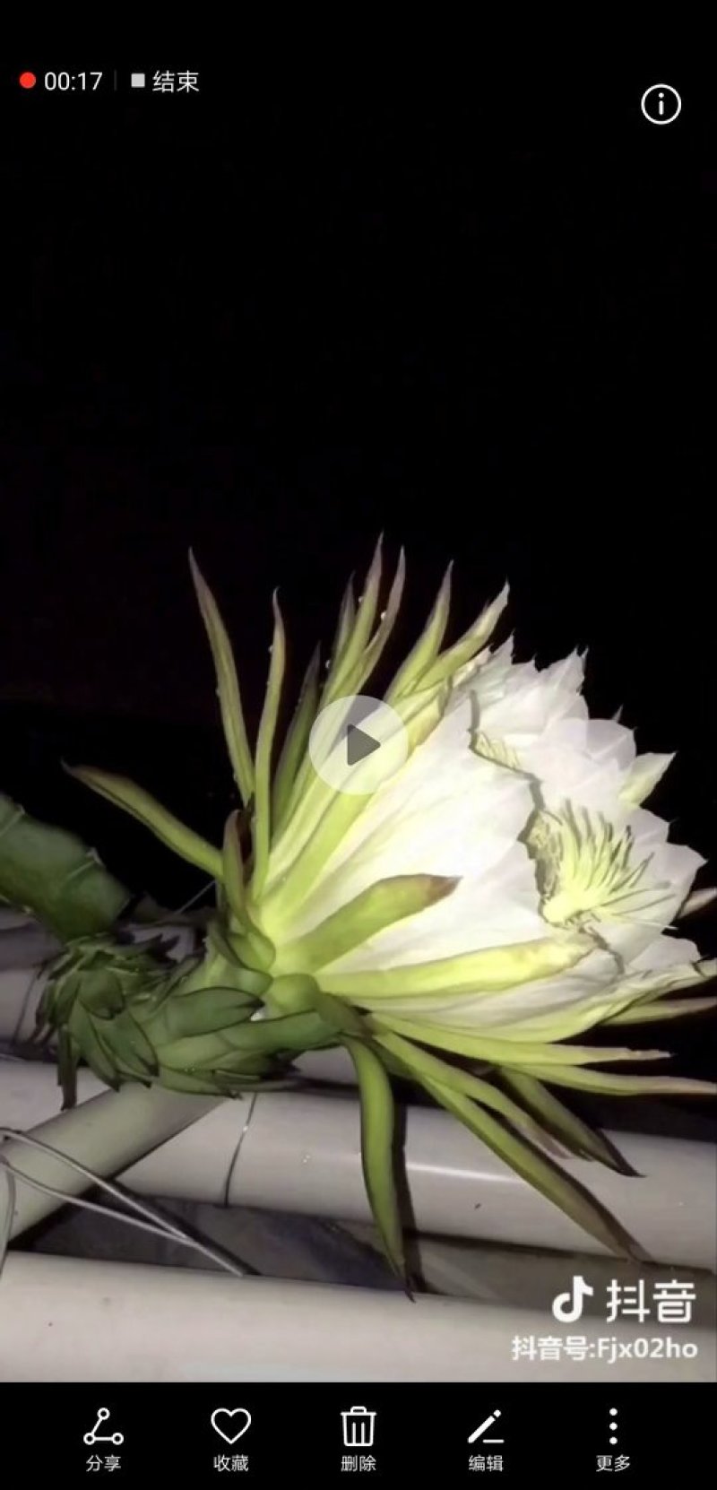 火龙果苗桂龙红450苗