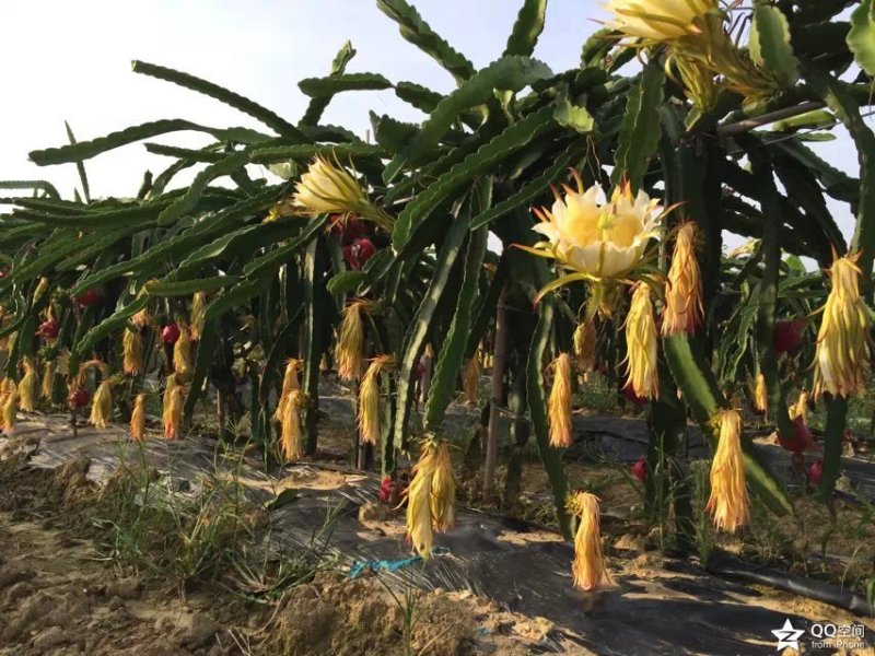 火龙果苗桂龙红450苗