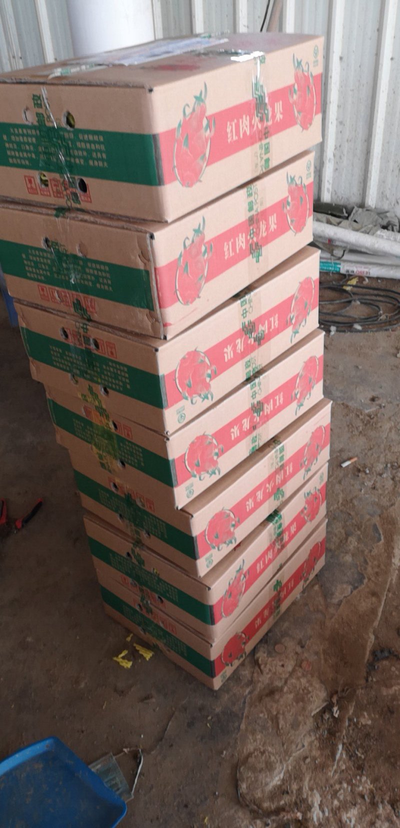火龙果苗桂龙红450苗
