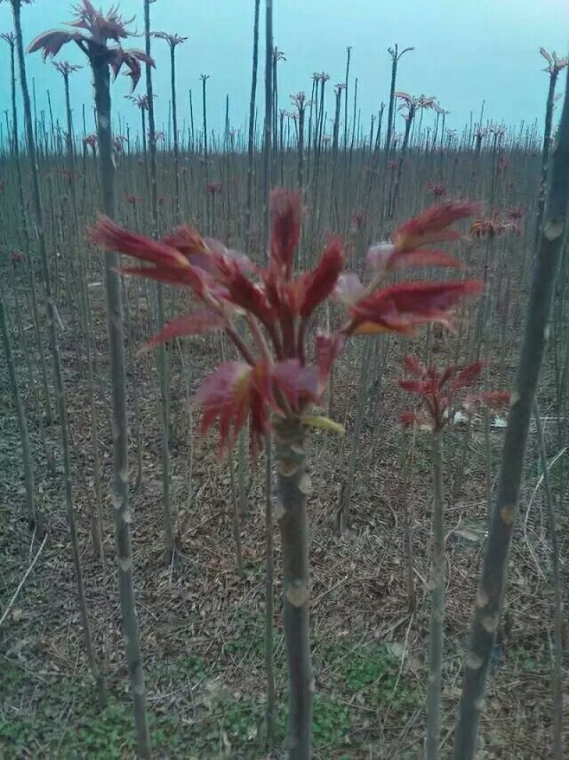 [荐]红油香椿苗大棚香椿苗规格齐全根系发达