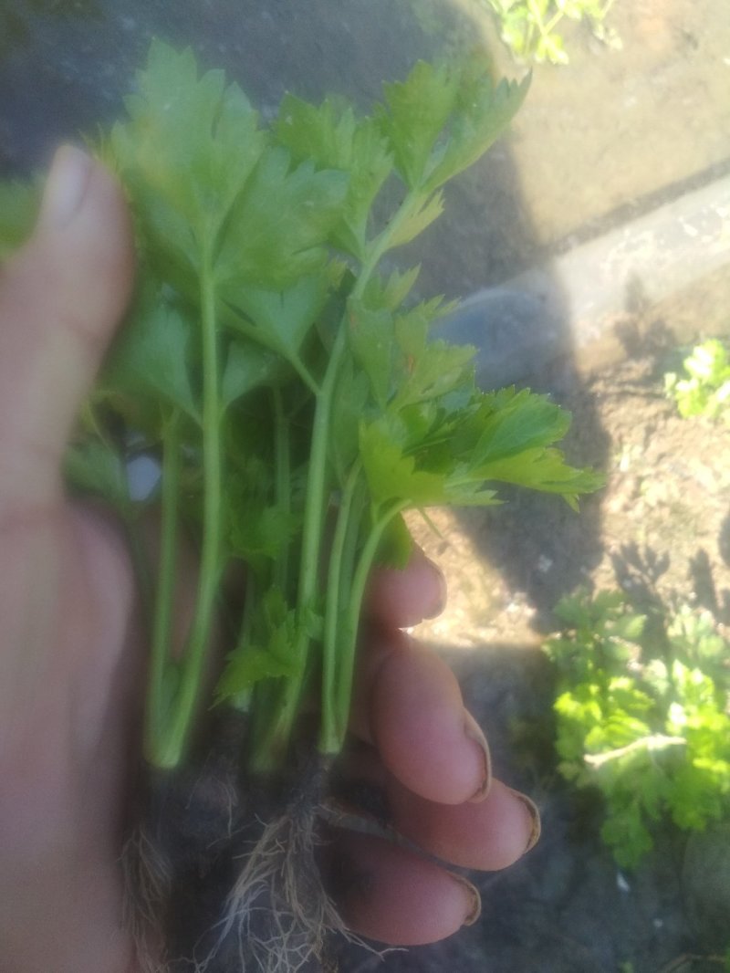 西芹苗，大量供应，货源充足！