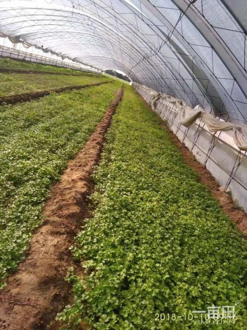 西芹苗，大量供应，货源充足！