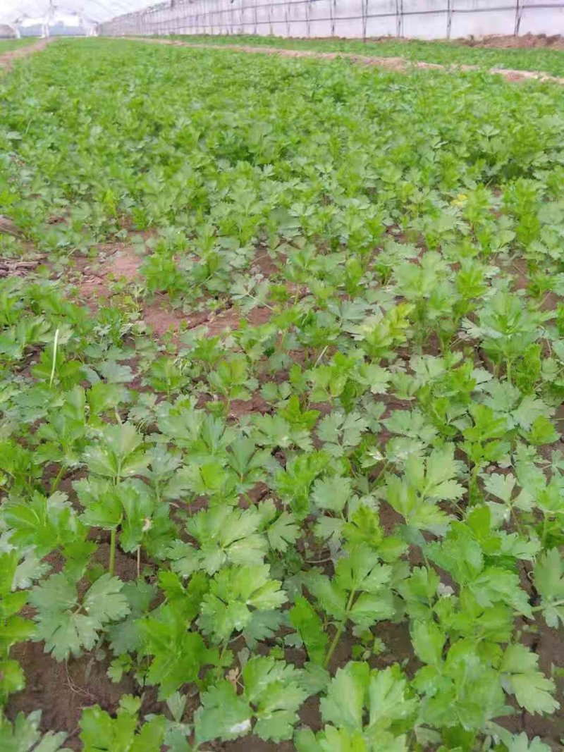 西芹苗，大量供应，货源充足！