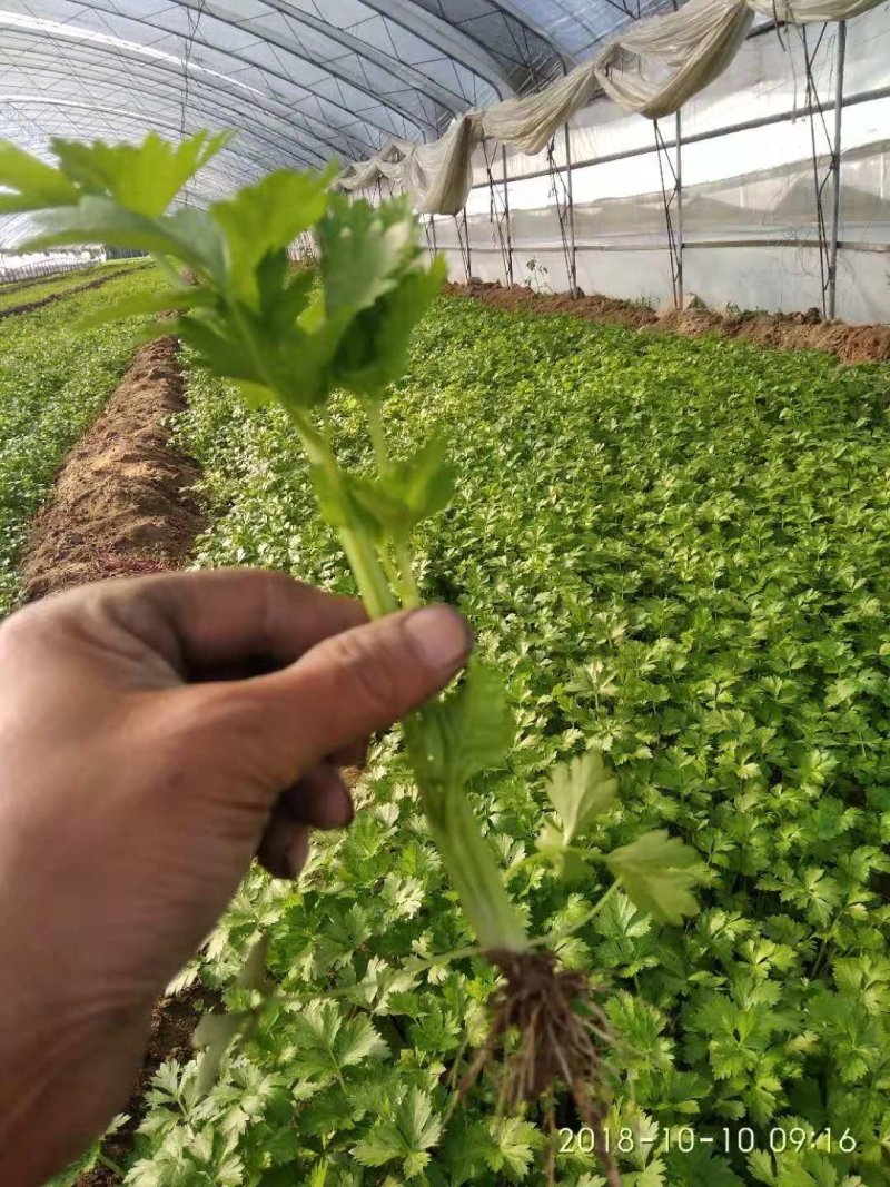 西芹苗，大量供应，货源充足！