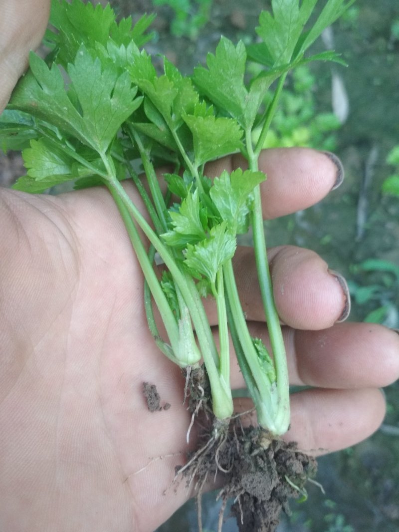 西芹苗，大量供应，货源充足！