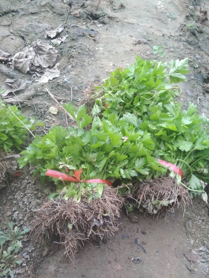 西芹苗，大量供应，货源充足！