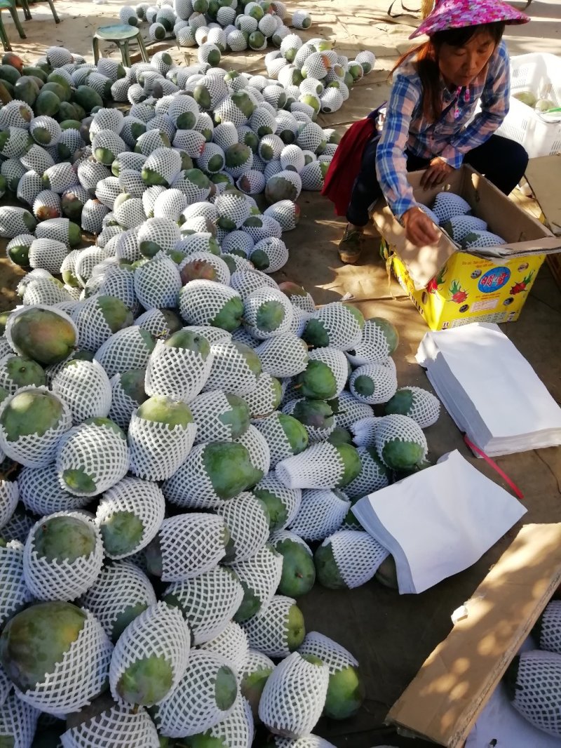 苹果芒。凯特芒果，红像牙芒果，