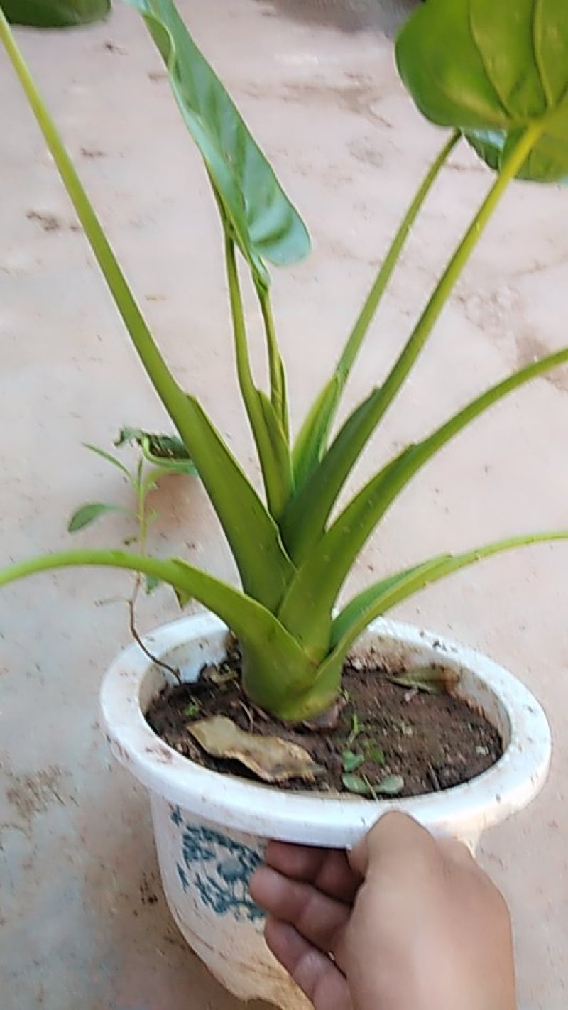 花卉盆景金边吊兰，观音莲