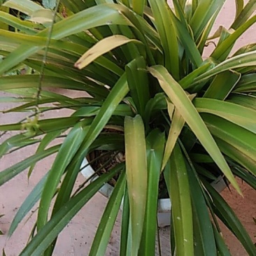 花卉盆景吊兰花