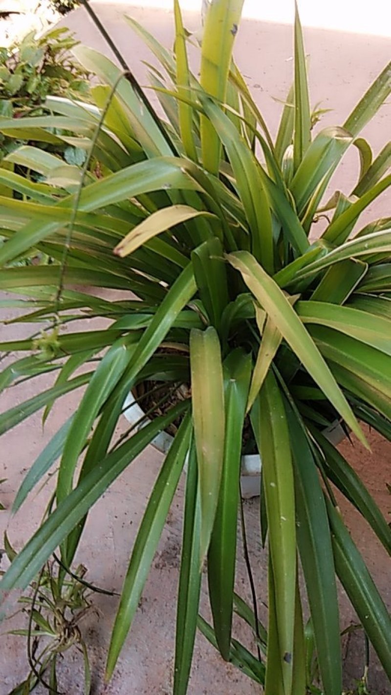 花卉盆景吊兰花