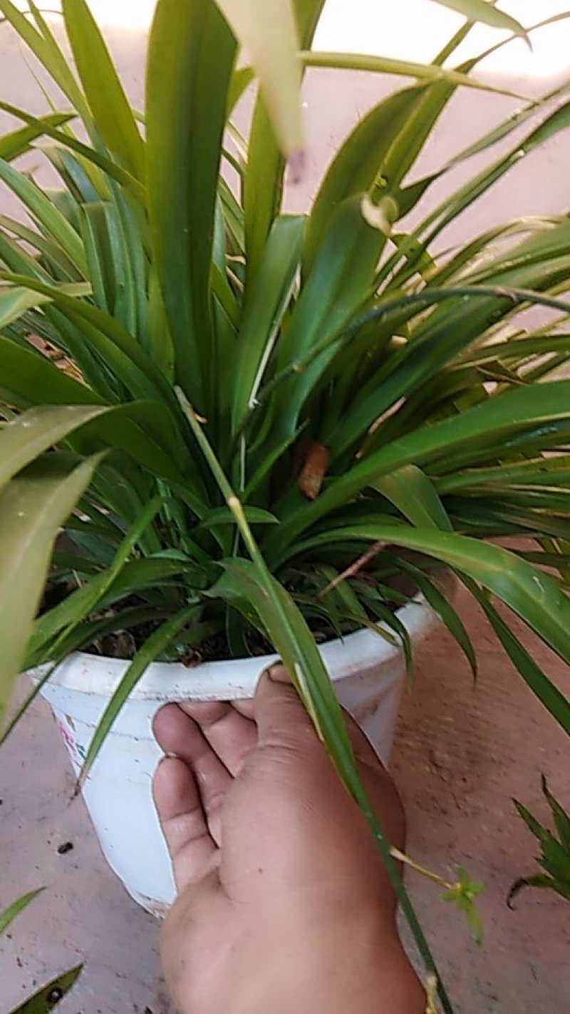 花卉盆景吊兰花