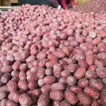 阿克苏灰枣通货若羌灰枣超特