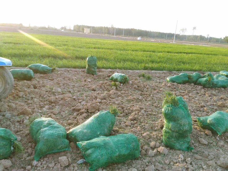 18公分高麦冬草现货随时起苗含土量少供货稳定