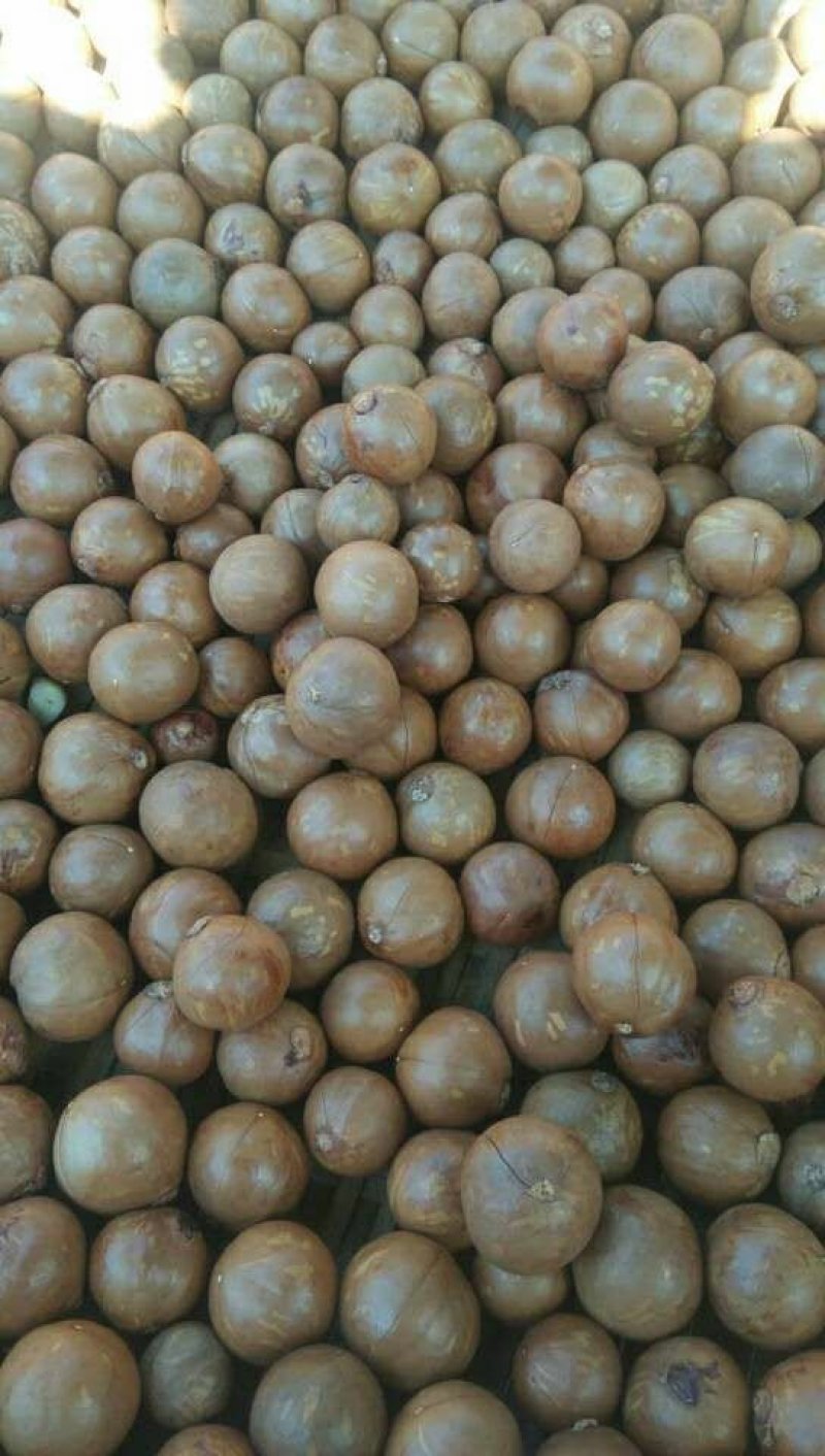 夏威夷果