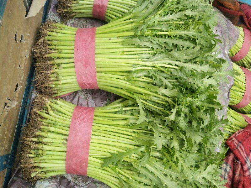 【精品】河北茼蒿大量供应万亩基地直销货源充足可实地考察