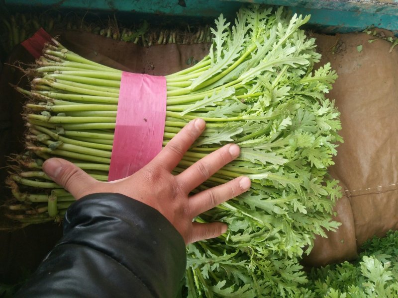 【精品】河北茼蒿大量供应万亩基地直销货源充足可实地考察