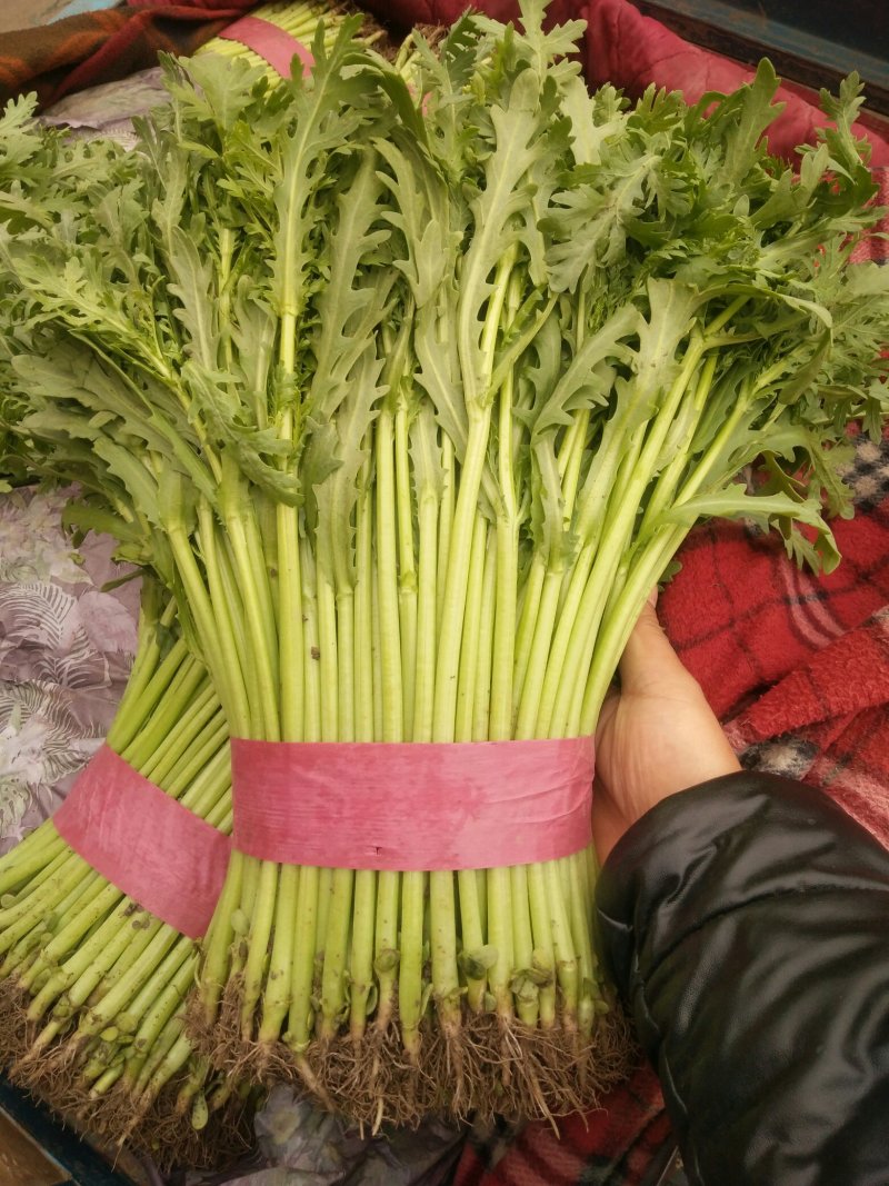 【精品】河北茼蒿大量供应万亩基地直销货源充足可实地考察