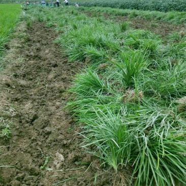 麦冬草绿化工程苗常年四季常青现场视频看货