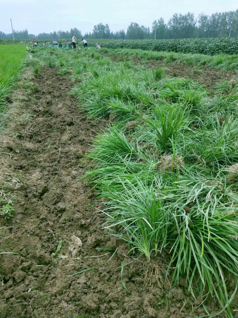 麦冬草绿化工程苗常年四季常青现场视频看货