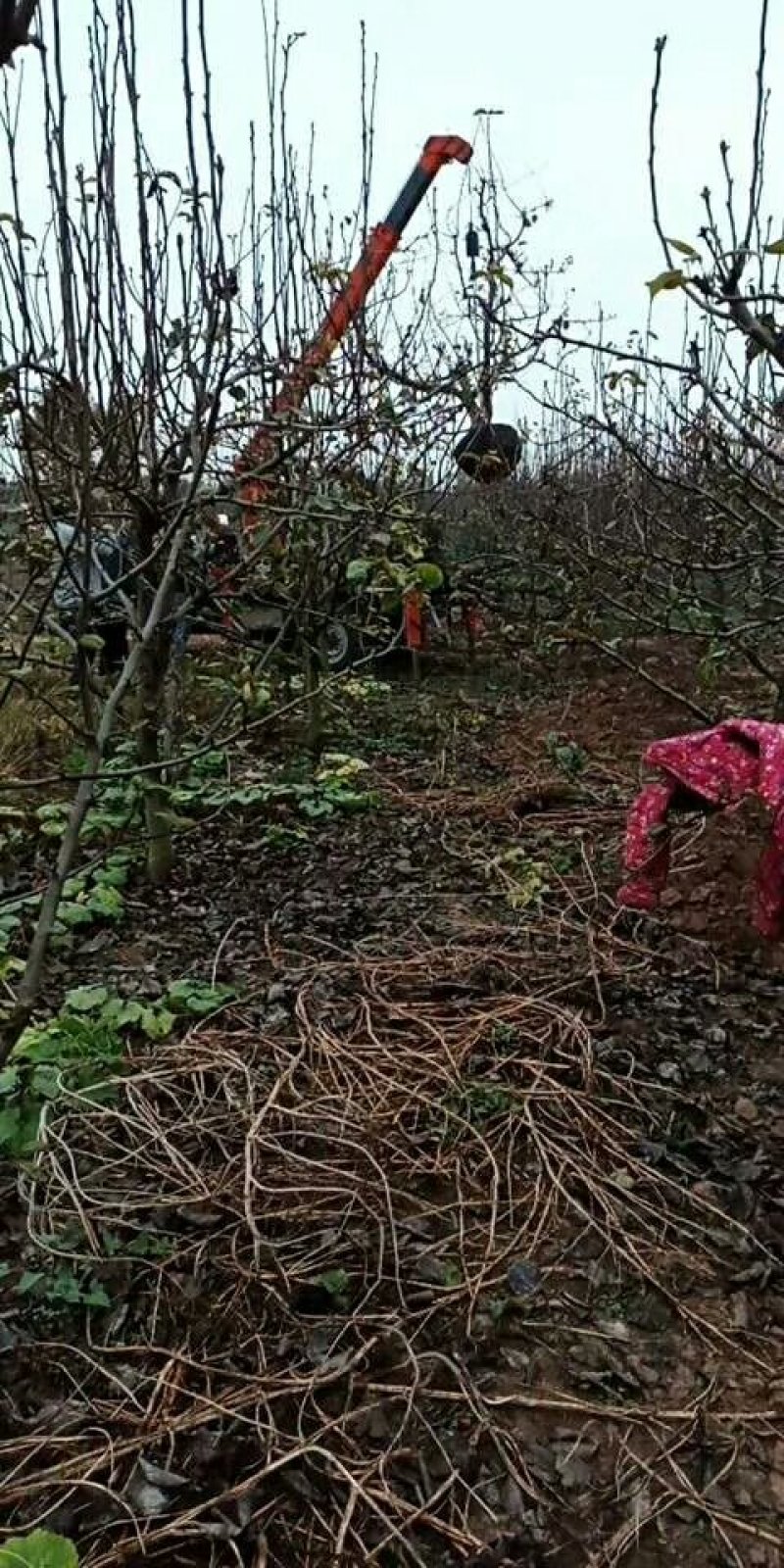 桃树3--15公分河南桃树产地直销一手货源