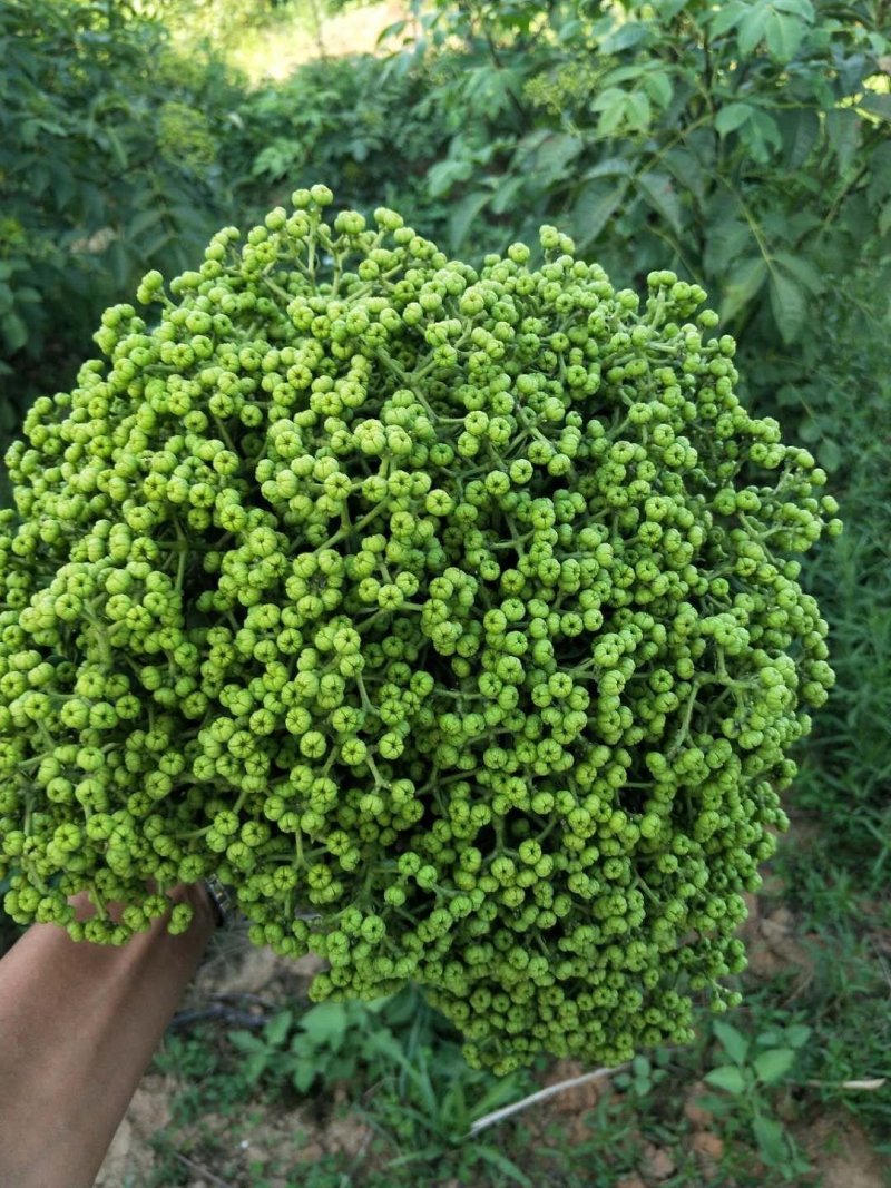 江西中花吴茱萸苗吴茱萸种苗茶辣臭辣子漆辣子树衣子树苗