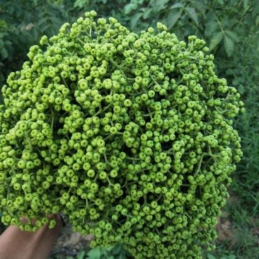 吴茱萸中花江西吴茱萸高含量吴茱萸可出口品质好价格好