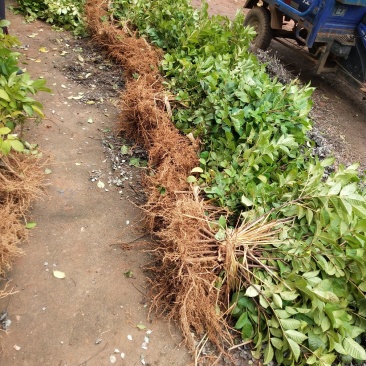 江西中花吴茱萸苗，种苗，茶辣臭辣子漆辣子树衣子提供技术