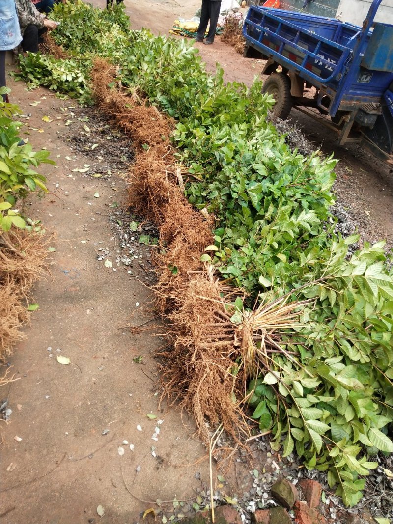 江西中花吴茱萸苗，种苗，茶辣臭辣子漆辣子树衣子提供技术