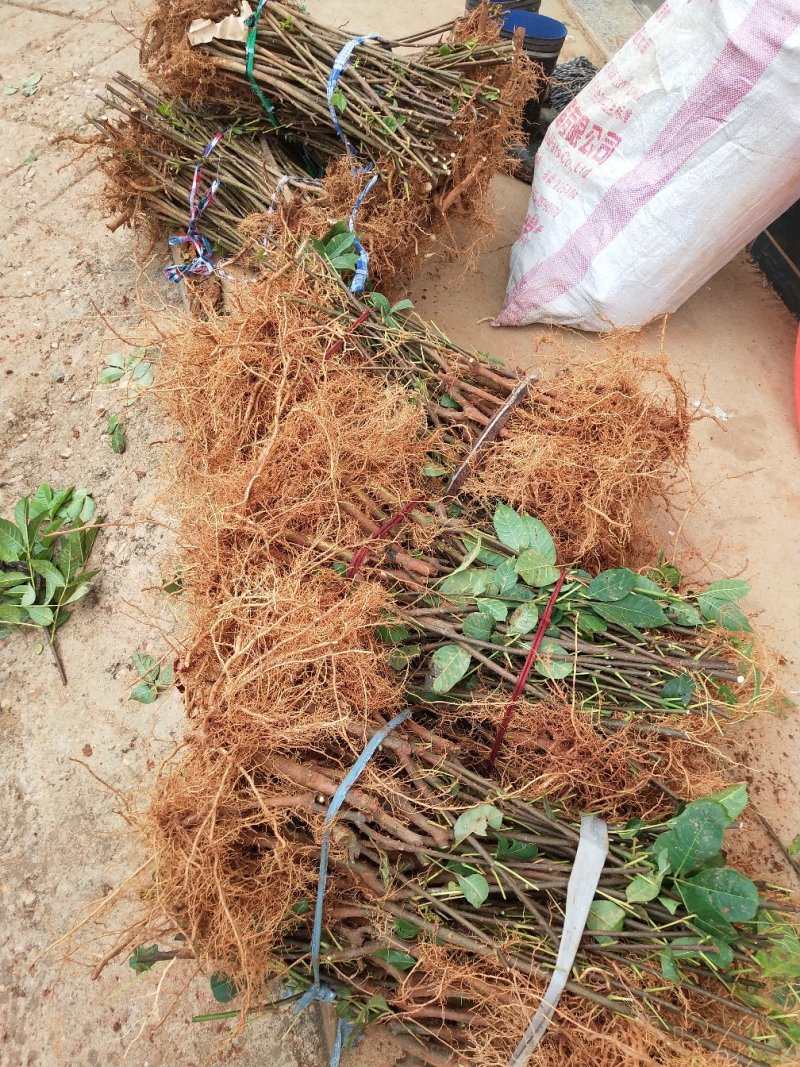 江西中花吴茱萸苗，种苗，茶辣臭辣子漆辣子树衣子提供技术