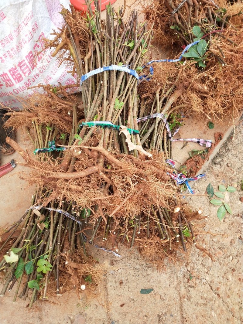 江西中花吴茱萸苗，种苗，茶辣臭辣子漆辣子树衣子提供技术