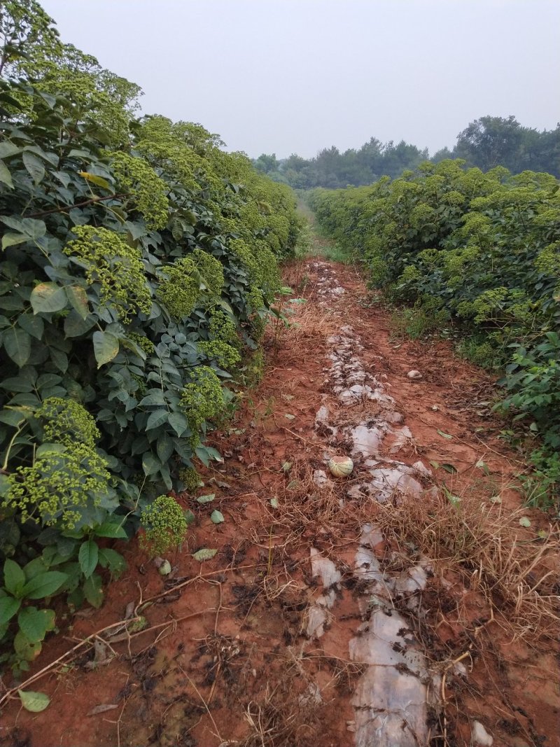 江西中花吴茱萸苗，种苗，茶辣臭辣子漆辣子树衣子提供技术