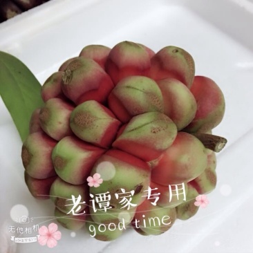 布福娜300~600g