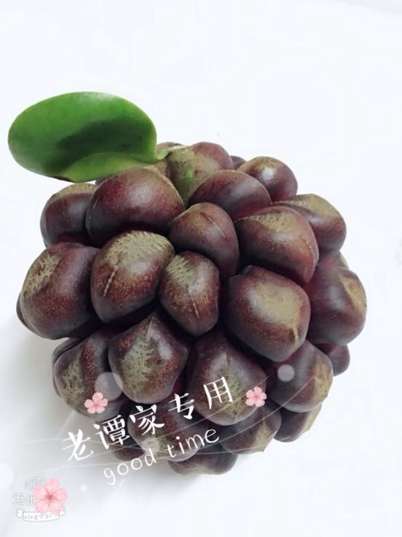 布福娜300~600g