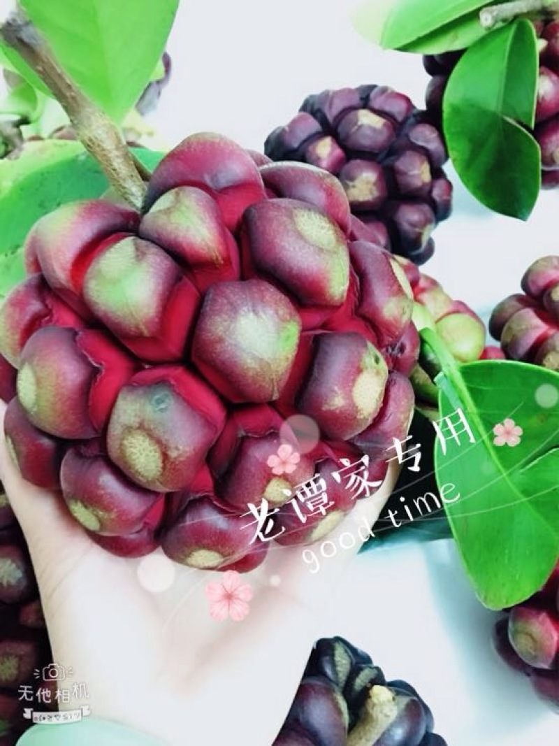 布福娜300~600g