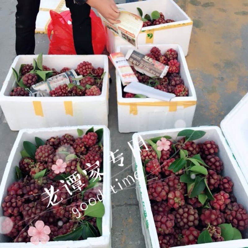布福娜300~600g
