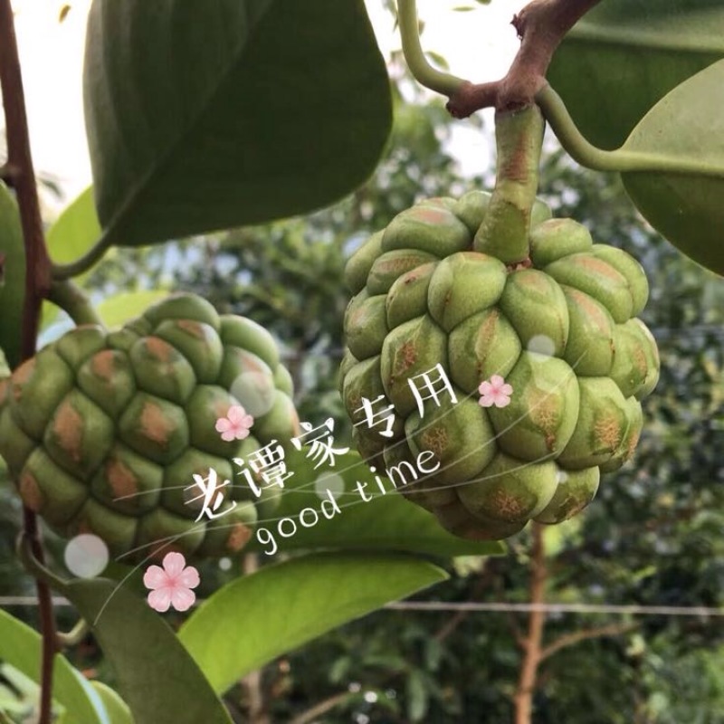 布福娜300~600g