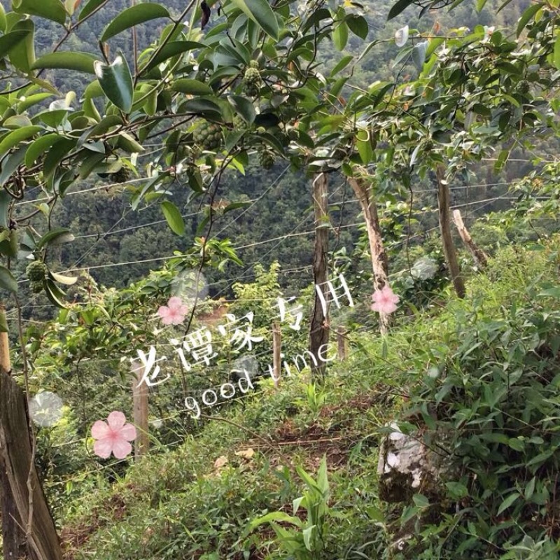 布福娜300~600g