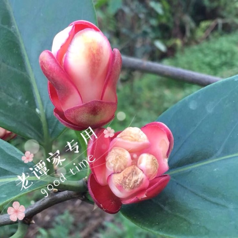 布福娜300~600g