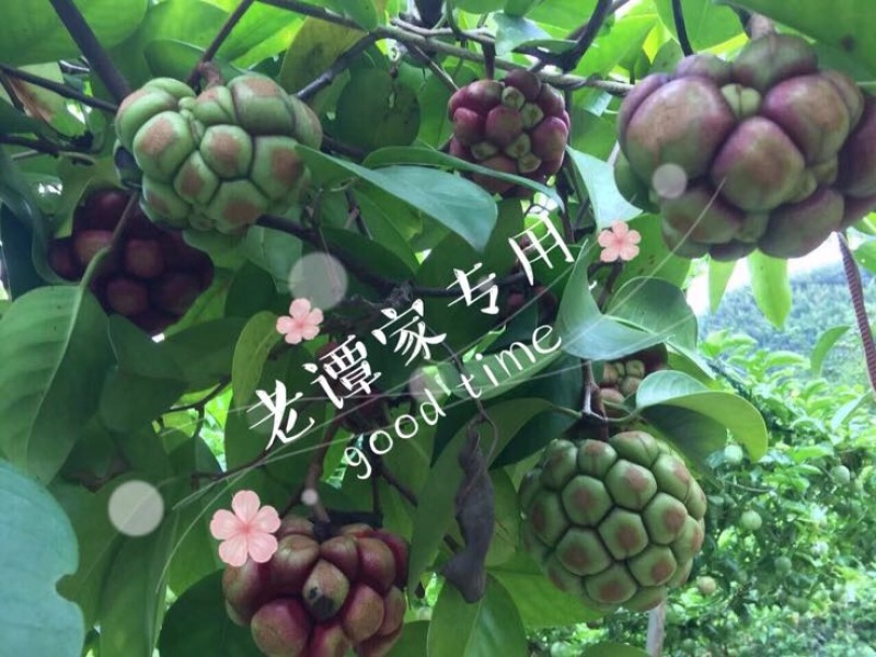 布福娜300~600g