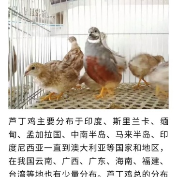 芦丁鸡青年种鸡