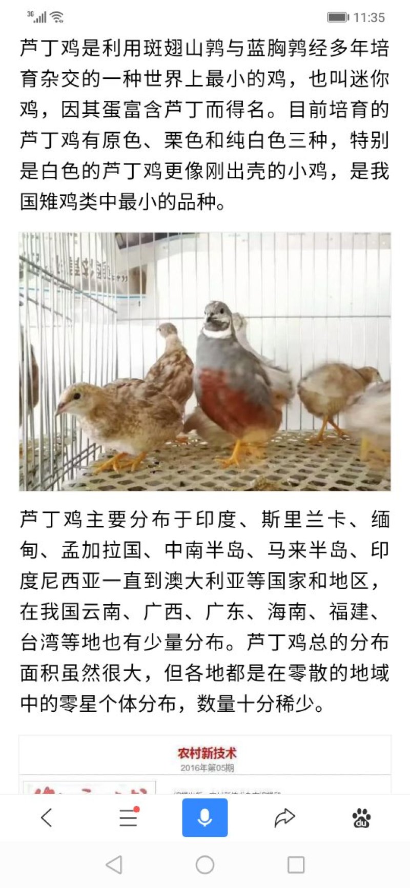芦丁鸡青年种鸡
