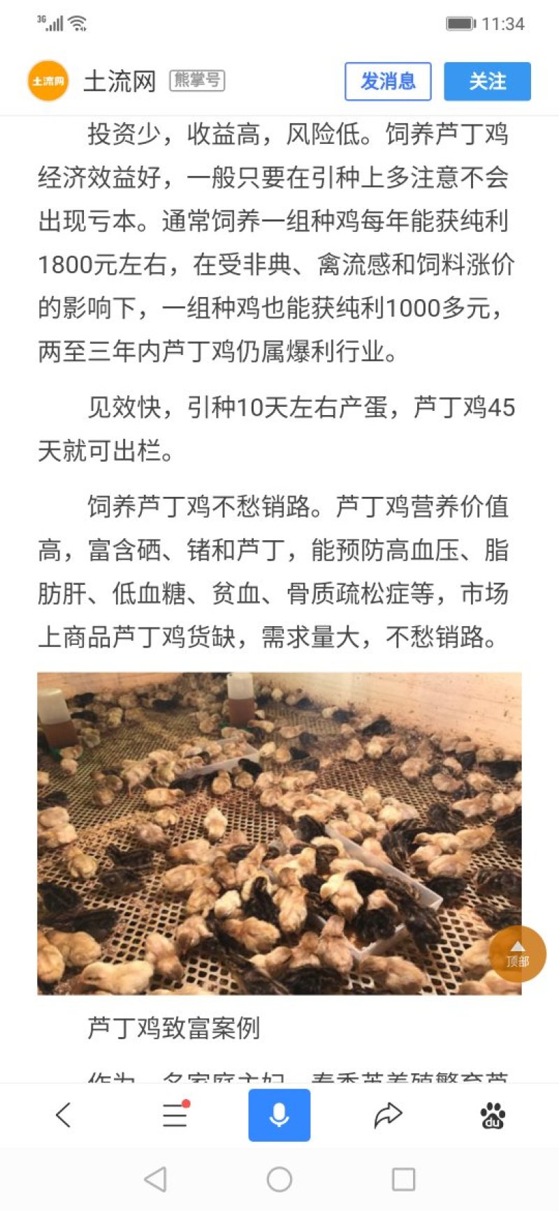 芦丁鸡青年种鸡